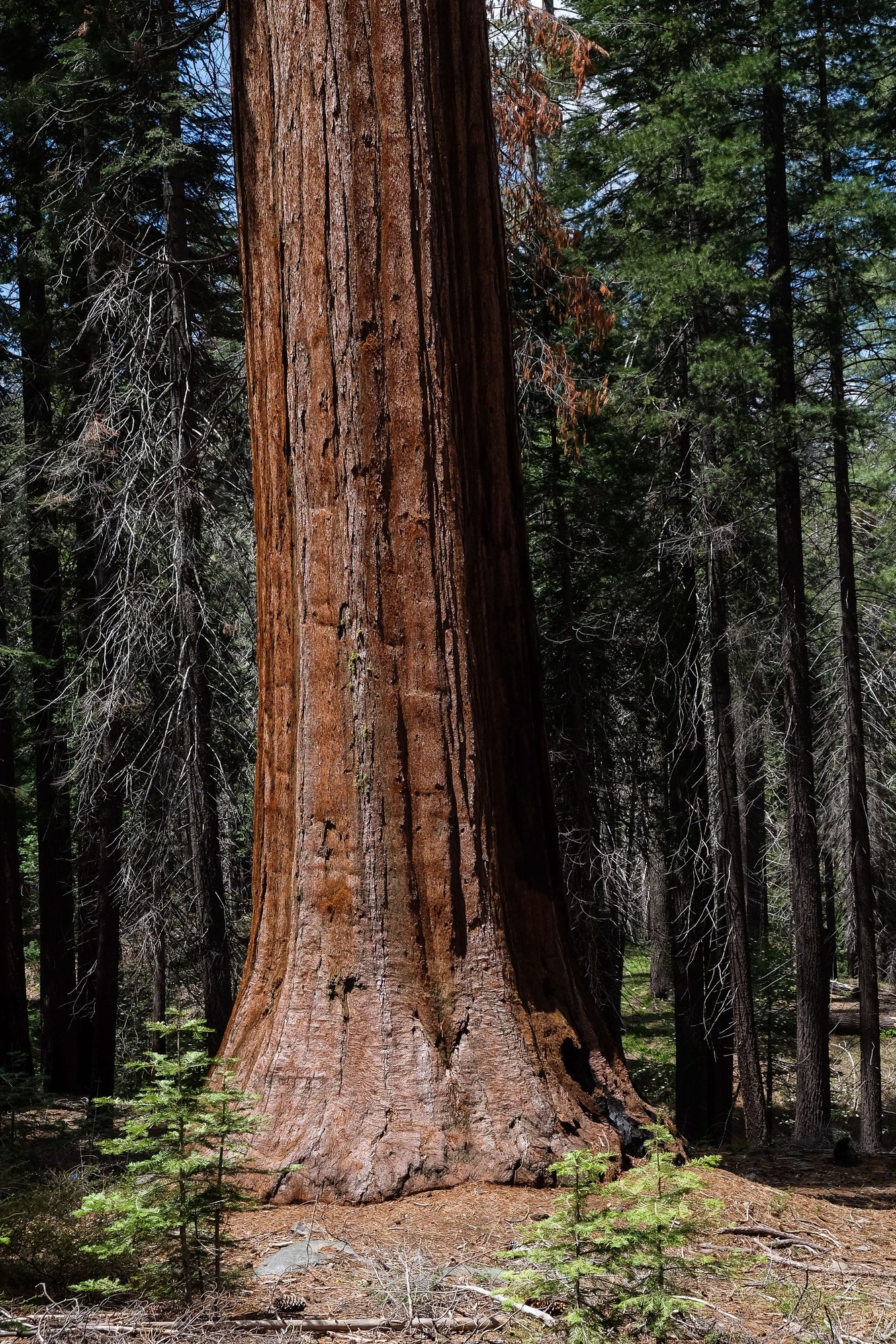 tuolumne grove sequoia géant