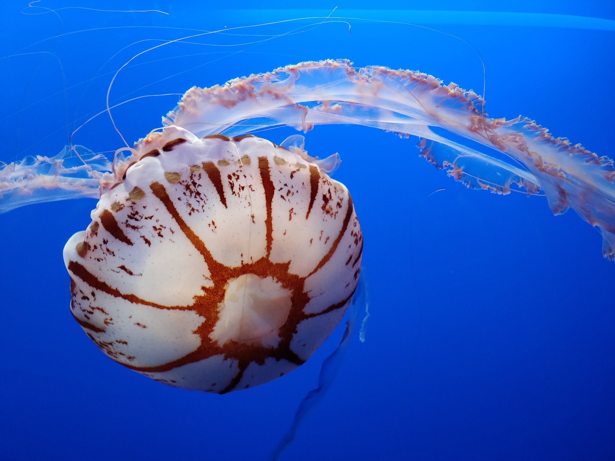 monterey aquarium meduse