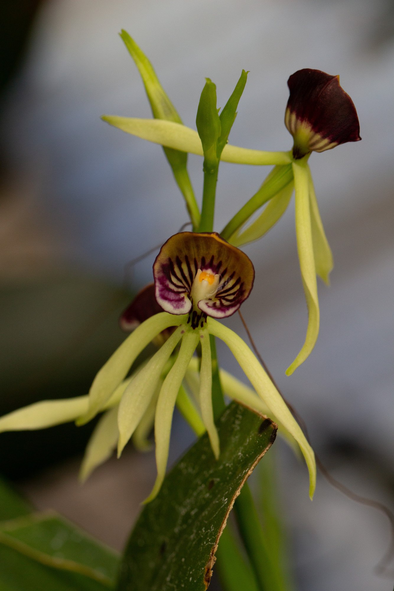 Orchidée du Conservatory of Flowers