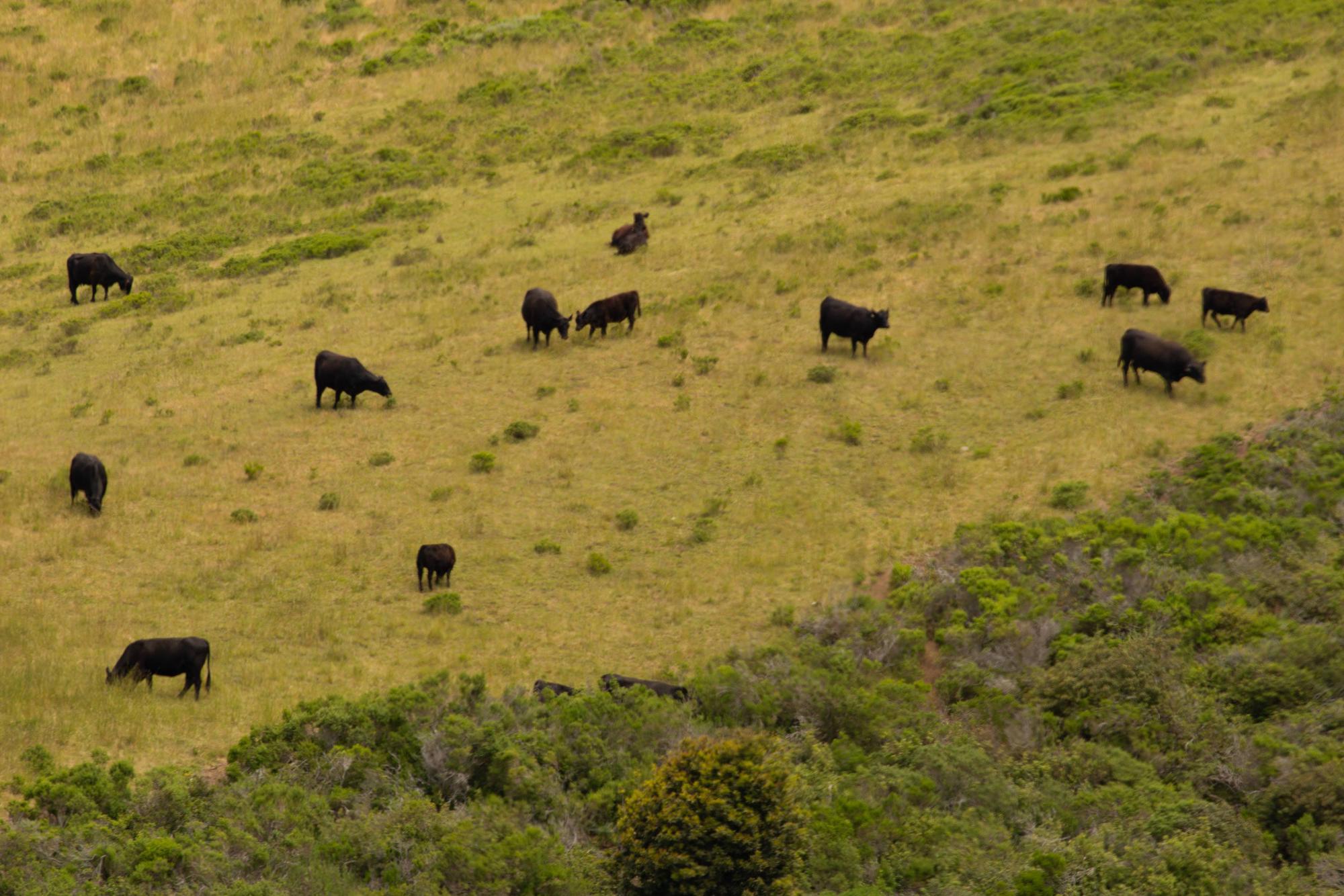 big sur vaches noires californie