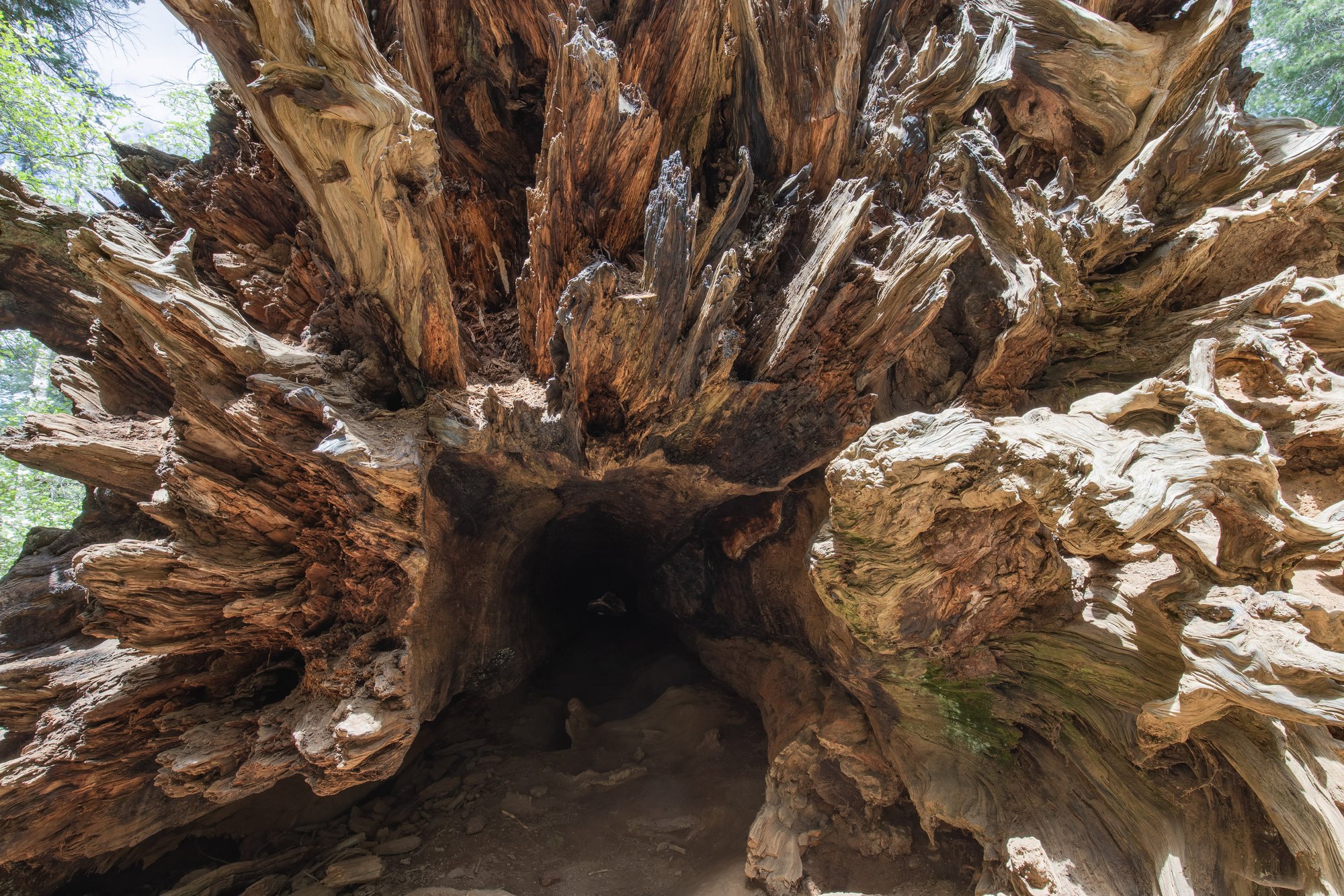 tuolumne grove tronc sequoia