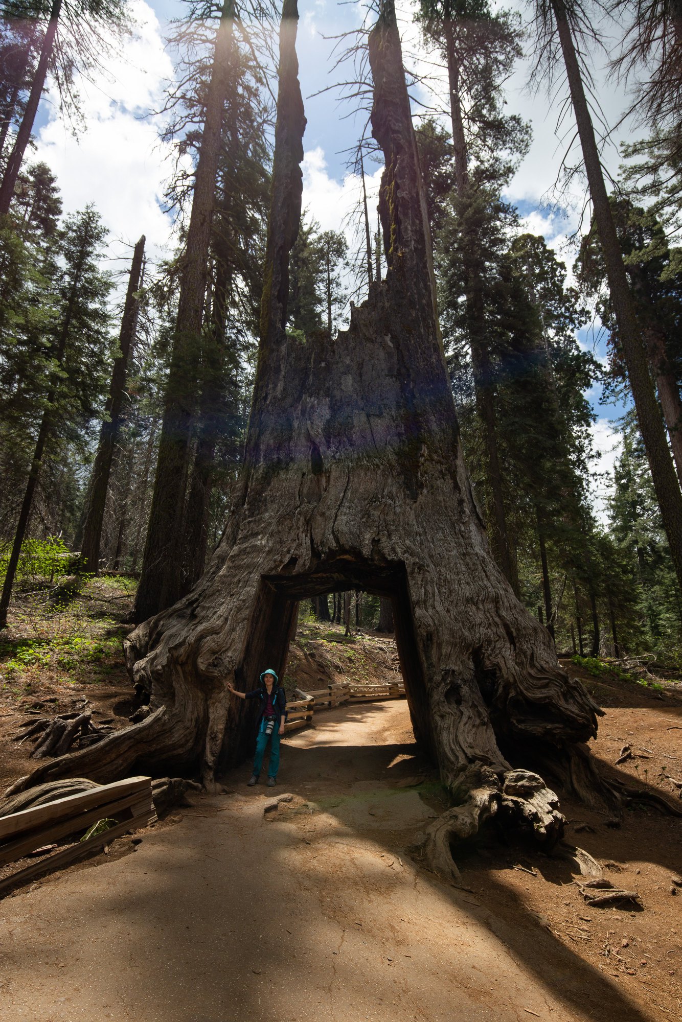 tuolumne grove sequoia géant creusé